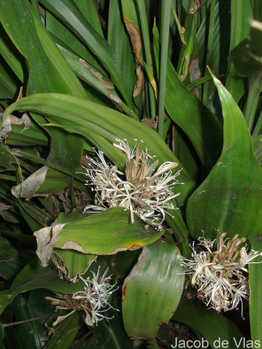 Dracaena aubryana Brongn. ex É.Morren